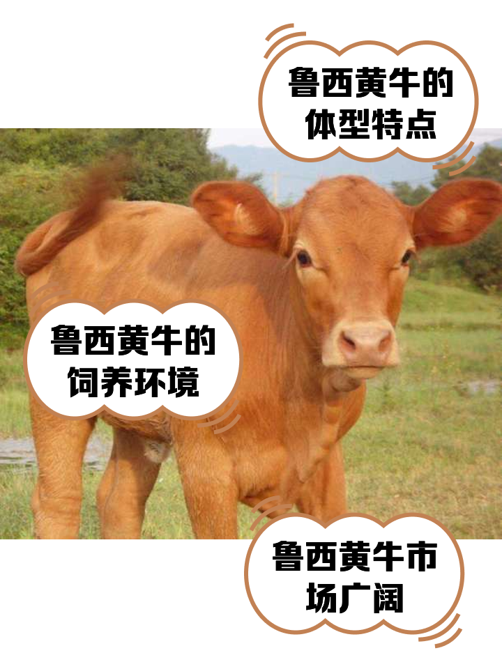 慈溪最新医保取现黄牛方法分析(最方便真实的慈溪医保取现黄牛怎么取方法)